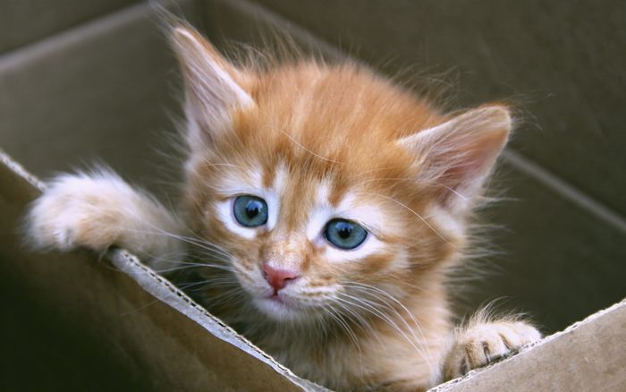 Why and when to fix your new kitten (Hint: Before 5 months!) - FixNation