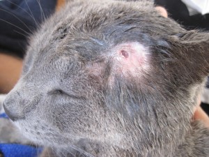 Community Cat Health Challenge: Abscesses - FixNation