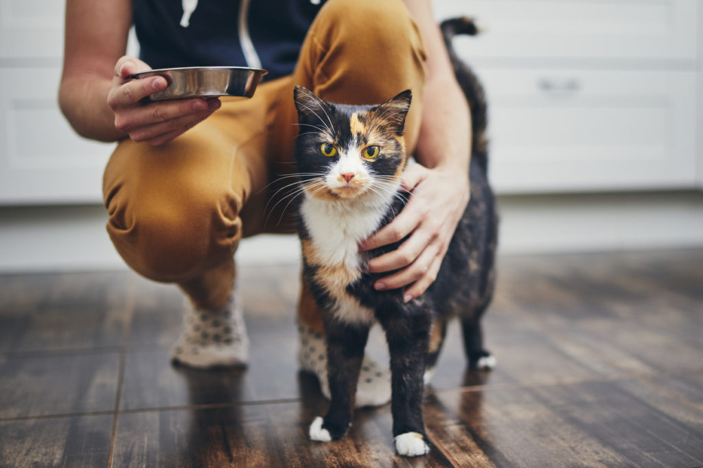Coronavirus and Your Pets FixNation