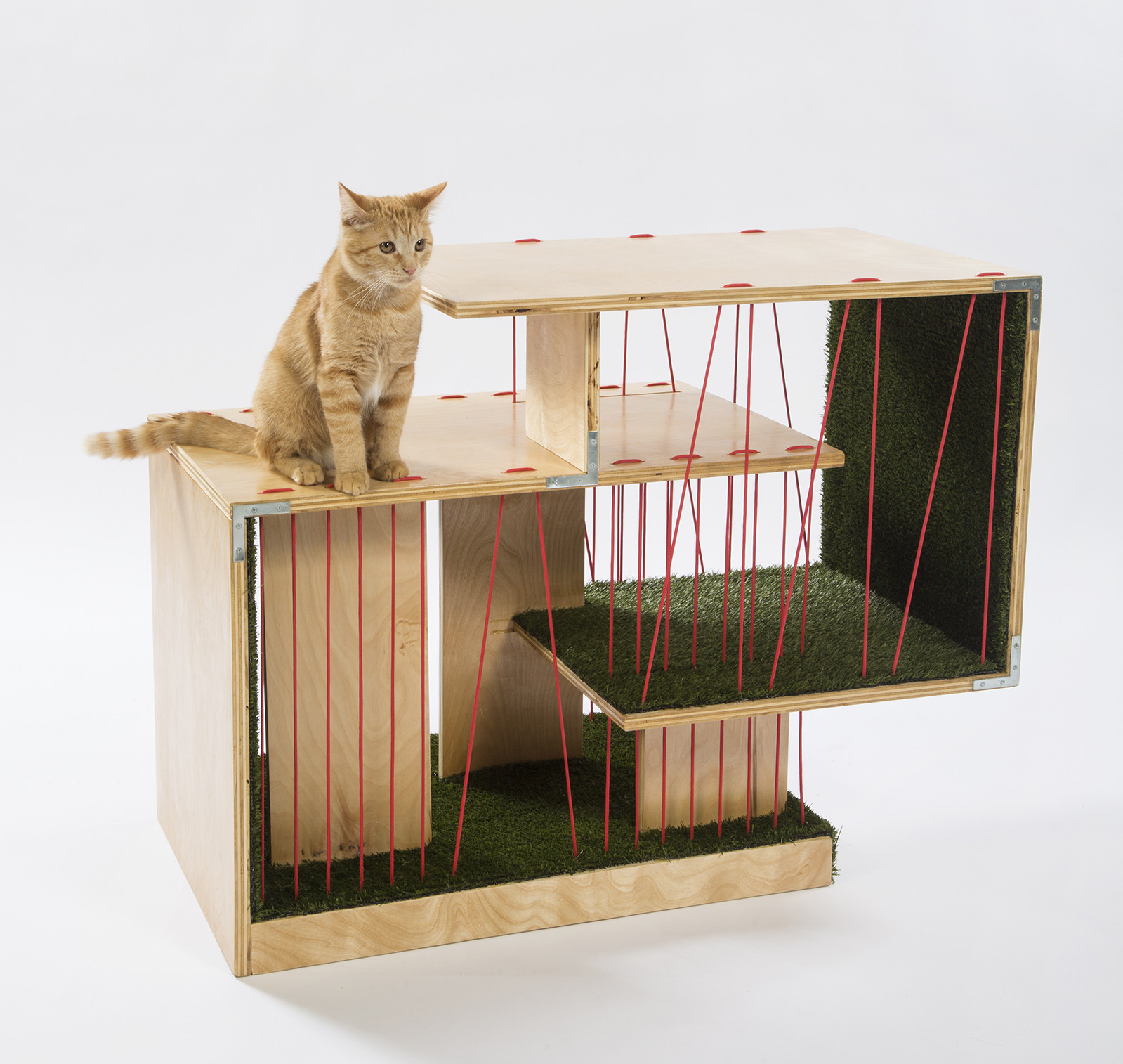 Котов в домашних условиях. Стеклянный домик для кошки. Дизайнерские дома для кошек. Необычный дом для кошки. Дом для кошки Архитектор.