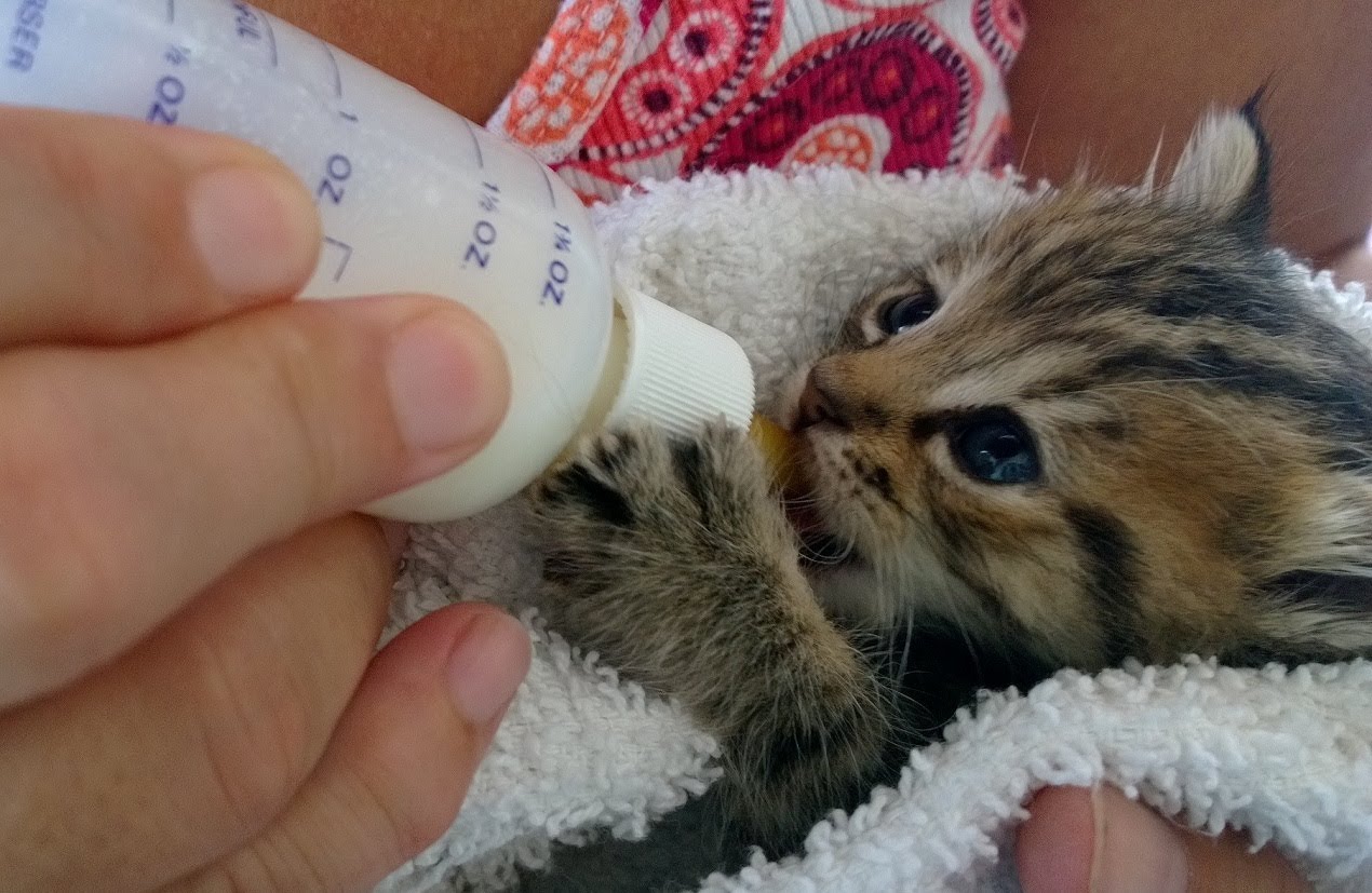 how to feed a newborn kitten with a bottle