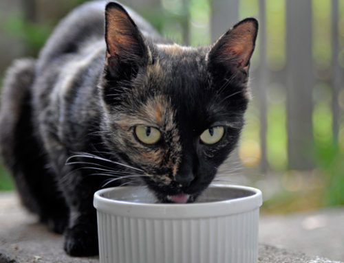 5 Easy Ways to Show Homeless Cats Some Love 
